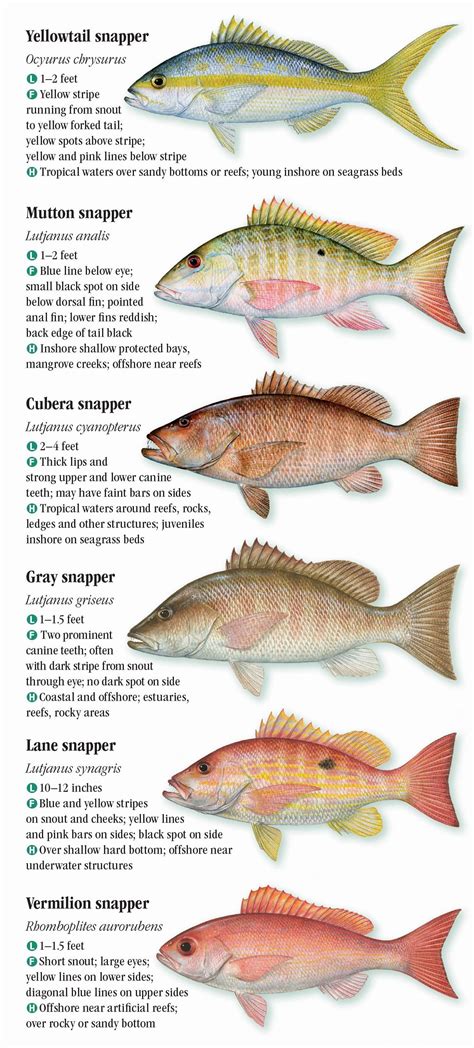 atlantic reef game fish|South‐western Atlantic reef fishes  .